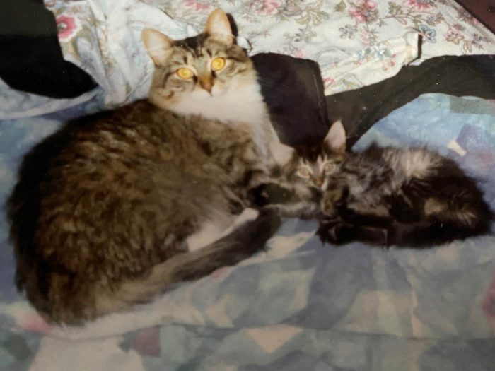 National Volunteer Week: Mom and kitten 