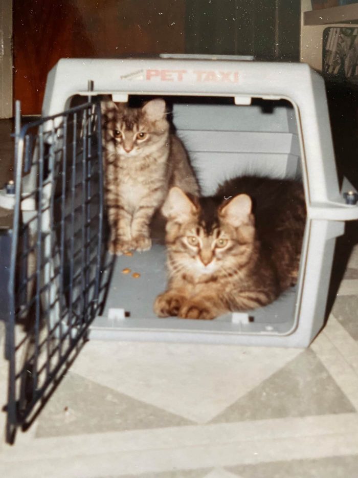 National Volunteer Week: 2 kittens in crate 