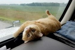 Trucker cat